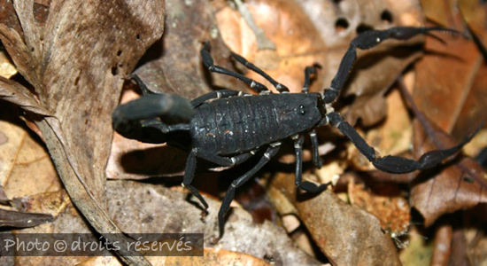 Scorpion Tityus cambridgei