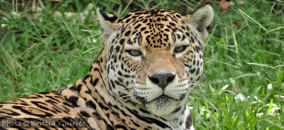 Jaguar © Brittia Guiriec